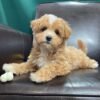 Maltipoo dogs for sale