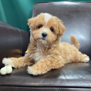 Maltipoo dogs for sale