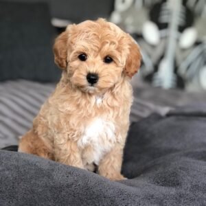 maltipoo puppies for sale