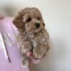maltipoo puppies craigslist