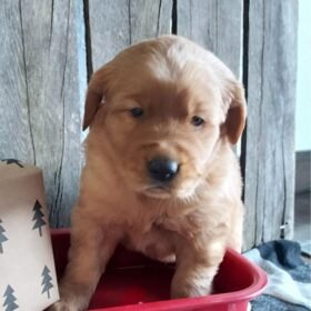 golden retriever puppies TX golden retriever puppies TX