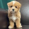 Maltipoo dogs for sale