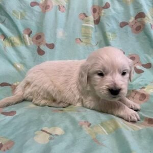 Golden retriever pups for sale