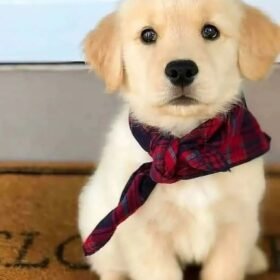 where to adopt a golden retriever where to adopt a golden retriever