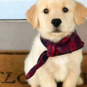 where to adopt a golden retriever