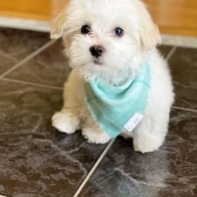 Brown maltipoo puppies