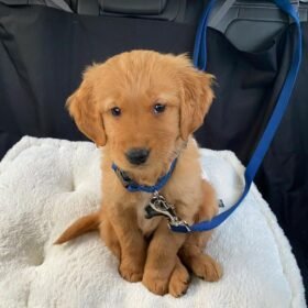 mini golden retrievers for sale