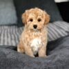 maltipoo puppies for sale