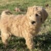 mini goldendoodles for sale
