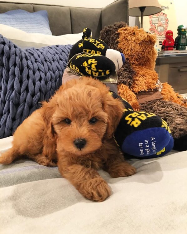 goldendoodle puppies for sale ma