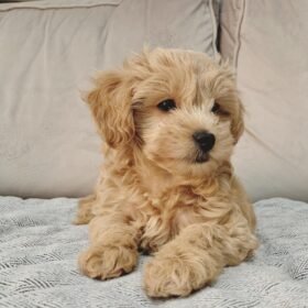 blue merle goldendoodle blue merle goldendoodle