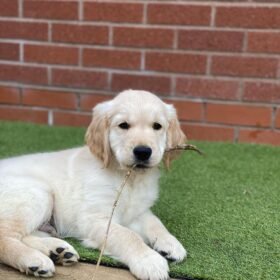 Golden retriever puppies for adoption near me Golden retriever puppies for adoption near me