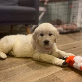 free golden retriever puppies