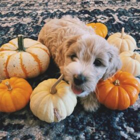 Craigslist goldendoodle