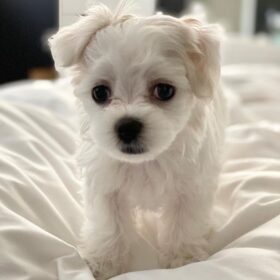 Maltese puppies for sale in Nebraska