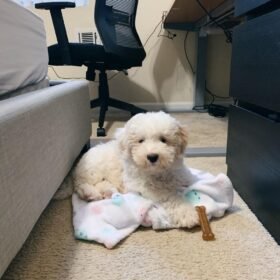 goldendoodle puppies for sale atlanta