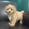 Maltipoo puppies for sale in Georgia