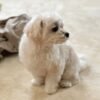 Teacup Maltese puppies for sale