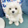 Maltese puppy for sale Louisiana