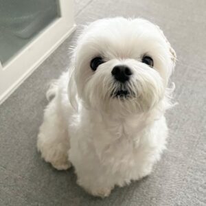 Maltese puppy for sale cheap