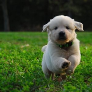 buy golden retriever puppy