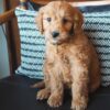 mini golden doodle puppies for sale
