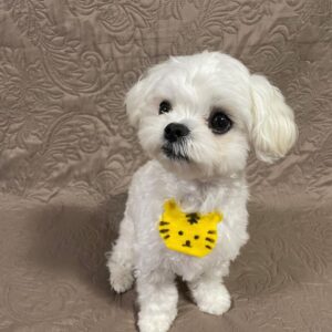 Maltese puppy for sale in Houston