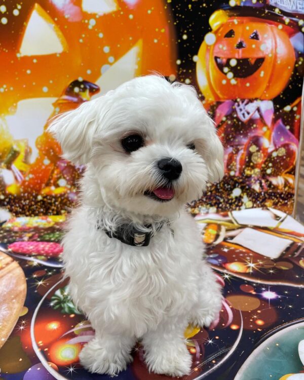 Maltese puppy for sale in Los Angeles
