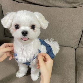 Maltese puppy for sale in Michigan Maltese puppy for sale in Michigan