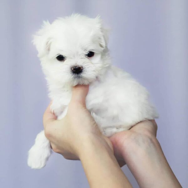 Maltese puppy for sale in Florida
