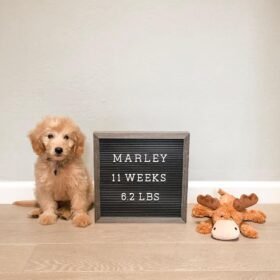 mini goldendoodle puppies near me