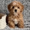AKC Maltipoo puppies for sale