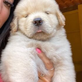 Adopt a dog phoenix Adopt a dog phoenix