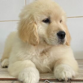 white golden retriever puppies for sale