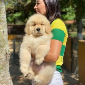 dogs for adoption phoenix