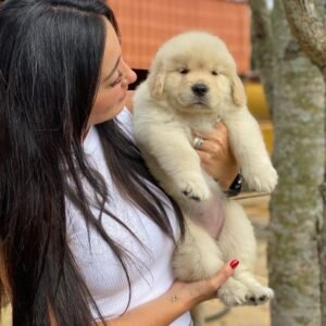 golden retriever puppies price