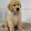 Golden retriever puppies for sale Houston