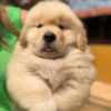 English golden retriever puppies for sale
