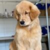 Golden retriever puppies for sale san Diego