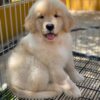 Golden retriever puppies for sale cheap