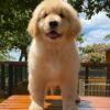golden retriever puppies for sale Sacramento