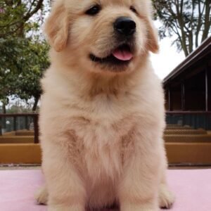 Golden retrievers for sale near me