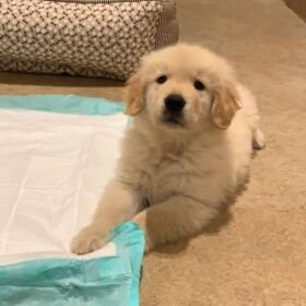 golden retriever puppies Tucson