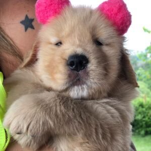 Golden retriever puppies for sale near me