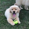 golden retriever puppies for sale $200