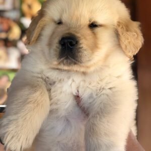 english cream golden retriever puppies for sale