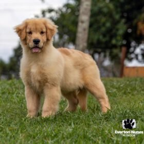 cheap golden retriever for sale