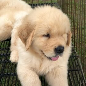 red golden retriever puppies