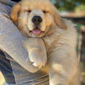 Labrador retriever puppies Ohio