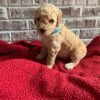 small goldendoodle puppies for sale